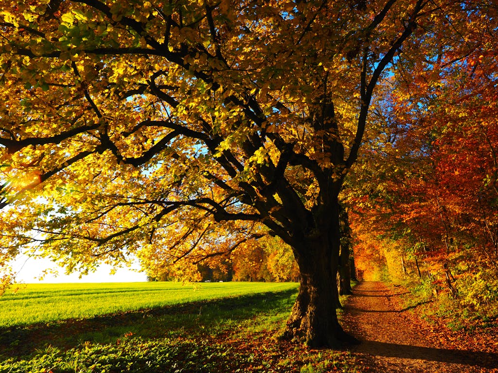 Idyllic forest trail in autumn with colorful leaves and bright sunlight for a serene nature walk.